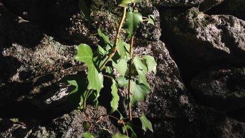 Plants growing on rocks