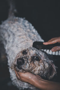 Close-up of hand holding dog