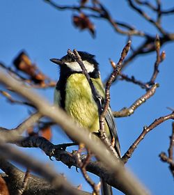 Low angle view of bird perching on tree