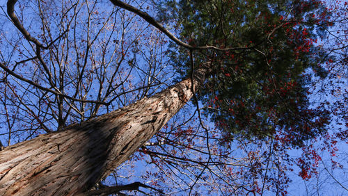 Low angle view of bare tree against sky