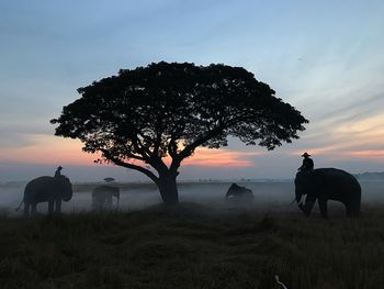 Silhouette tree on field against sky during sunset