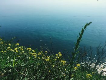 Scenic view of lake and yellow flowering plants