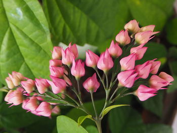 Close-up of pink flowering plants