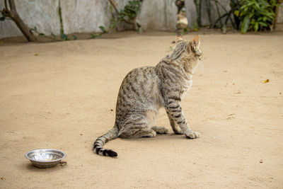 Pet cat born in indian rural area sitting in the courtyard of the house, love for animals