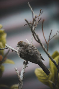 Close-up of bird perching on branch