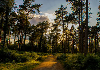 Footpath amidst trees in forest against sky