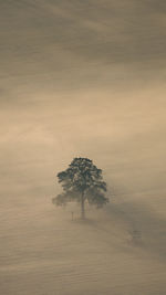 Tree on field against sky during sunset