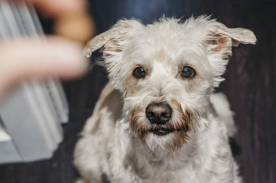 Close up portrait of a senior ganaraskan dog, looking at the camera, selective focus.