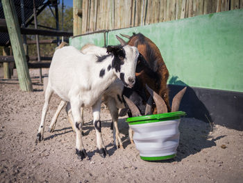 Sheep in pen