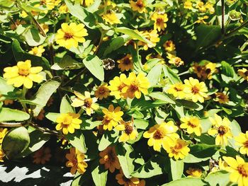 Close-up of plants