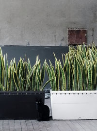 Potted plants against wall