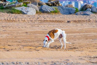 Dog standing on beach