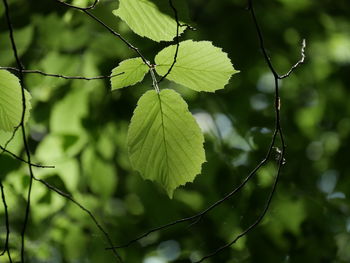 Close-up of leaves on tree