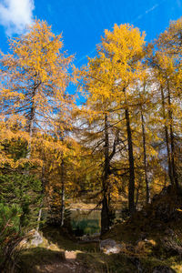 Low angle view of trees in forest during autumn