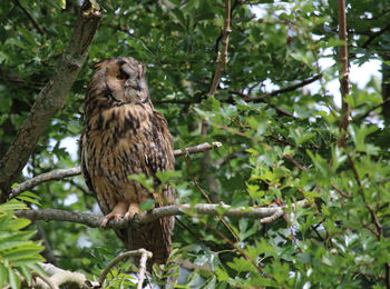 Low angle view of owl perching on tree