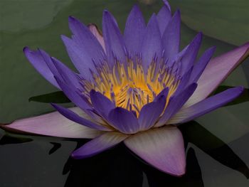 Close-up of purple water lily in lake