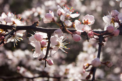 Close-up of cherry blossoms in spring