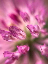 Close-up of purple orchid