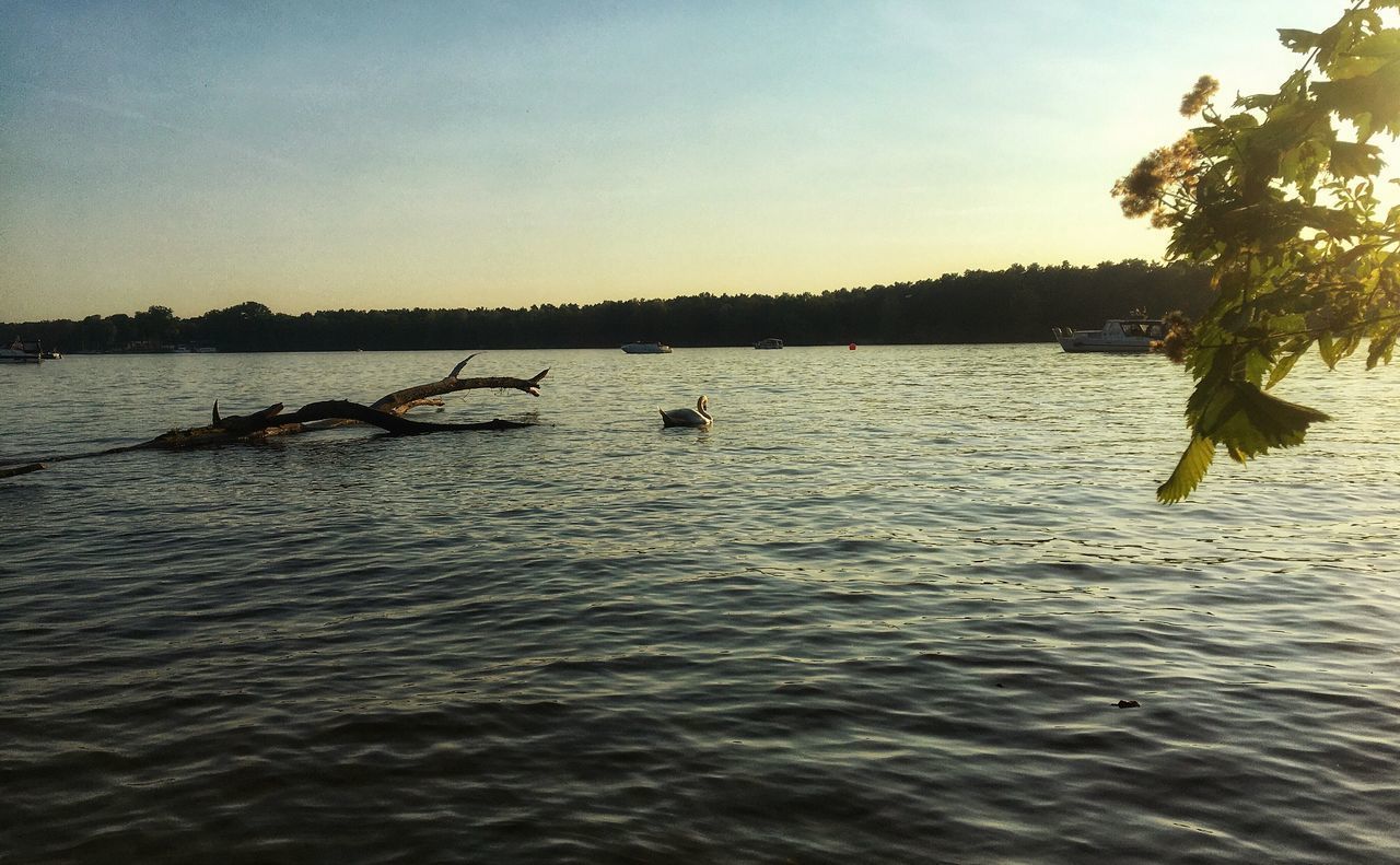 VIEW OF DUCKS IN LAKE