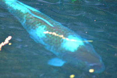 High angle view of fish swimming in water