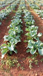 High angle view of plants