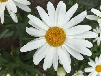 Close-up of wet white flowers blooming in park