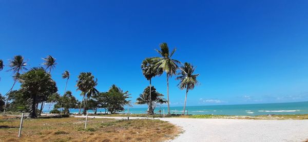 Palm trees on beach against clear blue sky