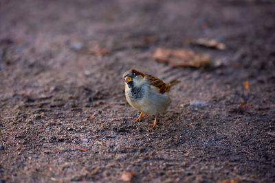 Close-up of bird perching on a field