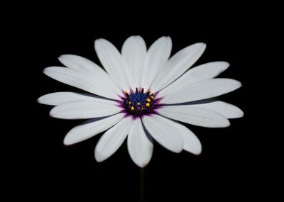 Close-up of flower over black background