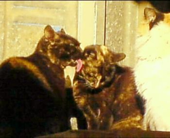 Close-up of cat resting