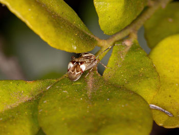 Close-up of insect on leaf