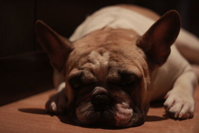 Close-up of a dog sleeping