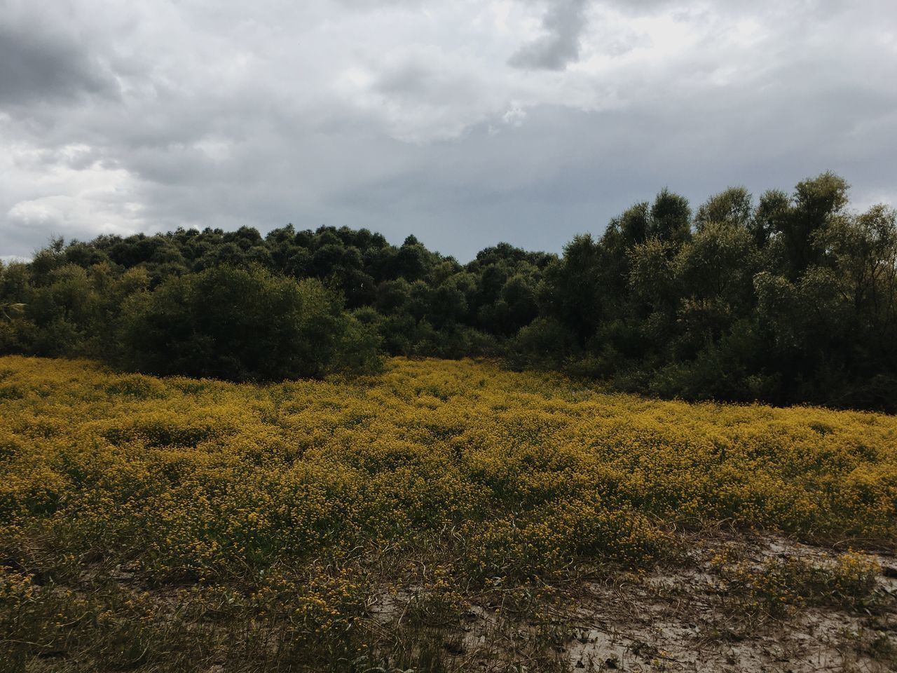 SCENIC VIEW OF LAND AGAINST SKY