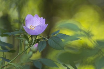 Close-up of purple flower blooming outdoors