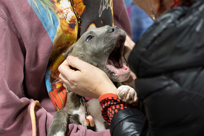 Pitbull puppy being held and pet by hands of a woman