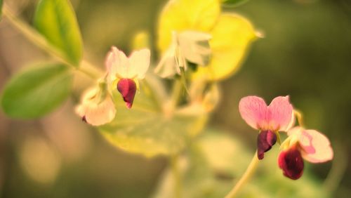 Close-up of red flowers blooming outdoors