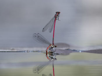 Close-up of damselflies mating against cloudy sky