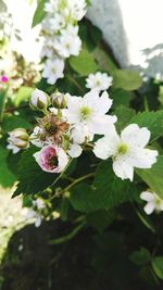 Close-up of white flowers blooming outdoors