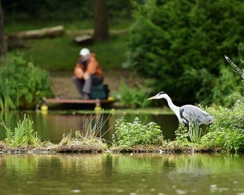 Gray heron on lake