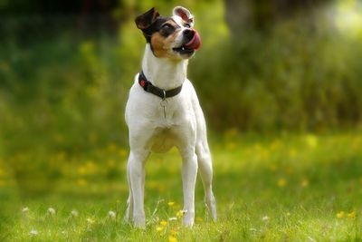 Ratonero bodeguero andaluz sticking out tongue while standing on field