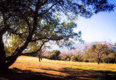 Trees on field