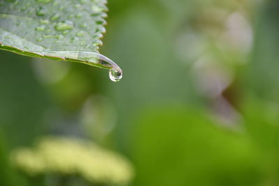 Close-up of water drops on blade of plant
