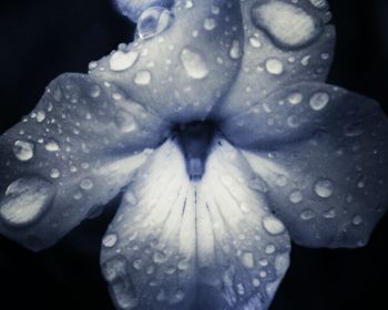 Close-up of water drops on flower