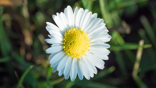 Close-up of white daisy flower