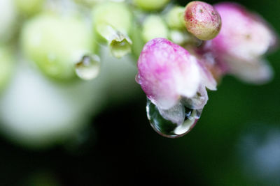 Close-up of water drops on flower
