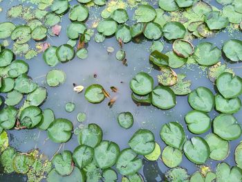 High angle view of leaves floating on pond