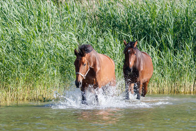 Two horses in a water