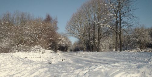 Bare trees against sky during winter