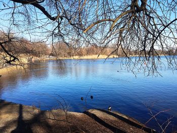Swan swimming on lake against sky