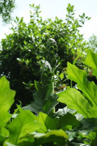 Close-up of fresh green plants